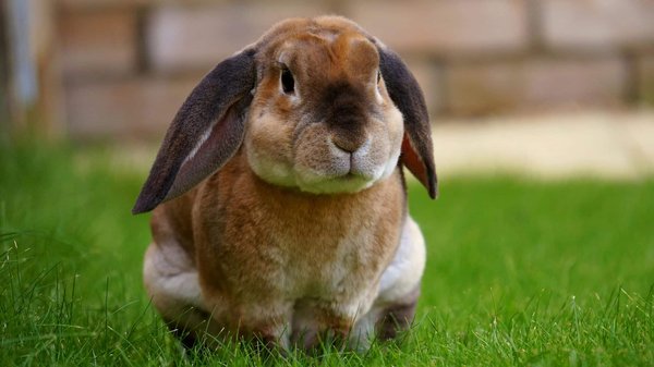 What Are the Advantages of Using Clicker Training for Teaching Tricks to Rabbits?